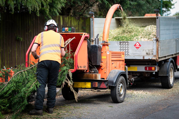 How Our Tree Care Process Works  in  East Foothills, CA