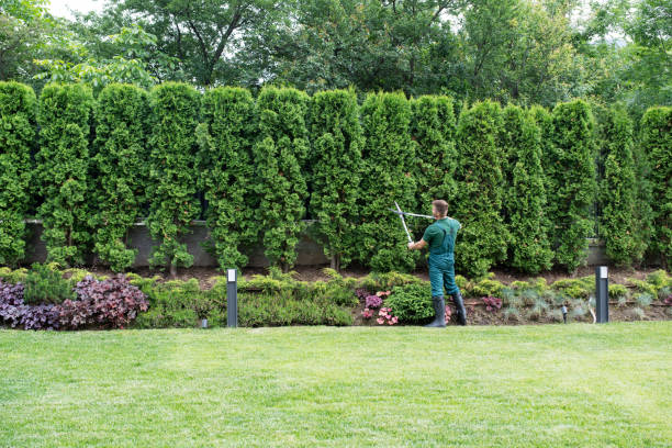 Best Soil Testing and Treatment  in East Foothills, CA