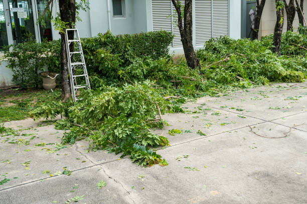 East Foothills, CA Tree Services Company