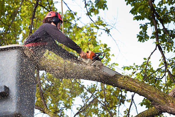 Best Arborist Consultation Services  in East Foothills, CA